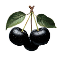 Black Cherry